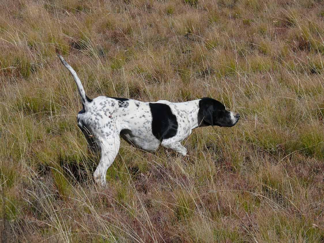 Black And White Pointer Dog Picture