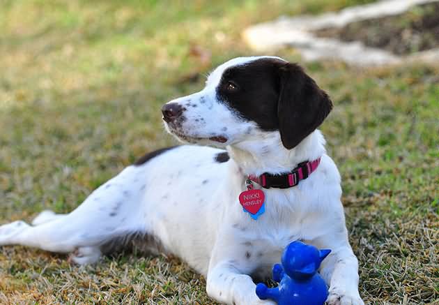 Black And White Pointer Dog Playing With Toy