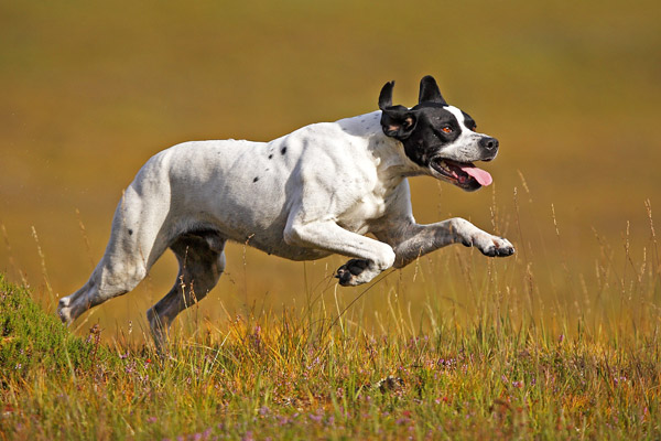Black And White Pointer Dog Running