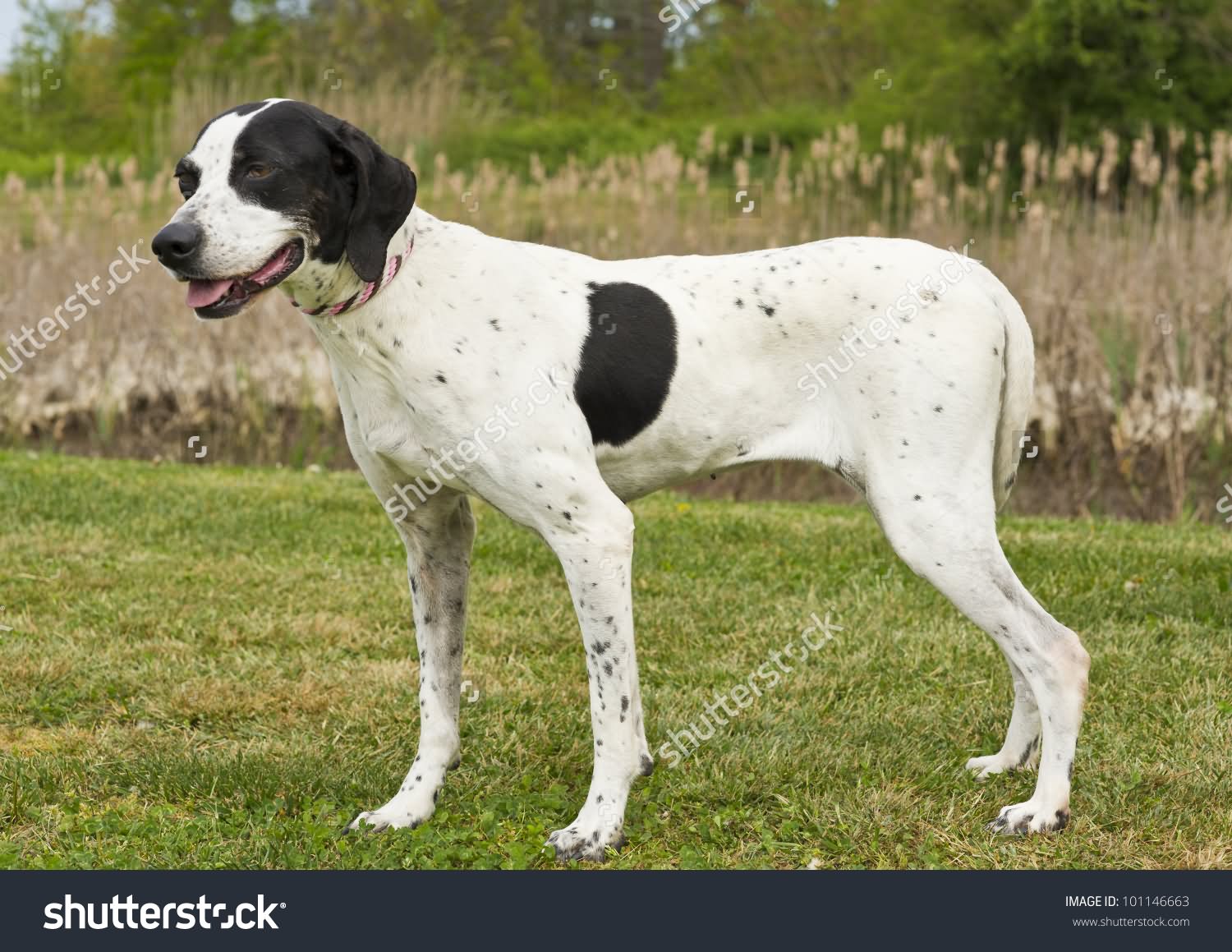 Black And White Pointer Dog Standing On Grass