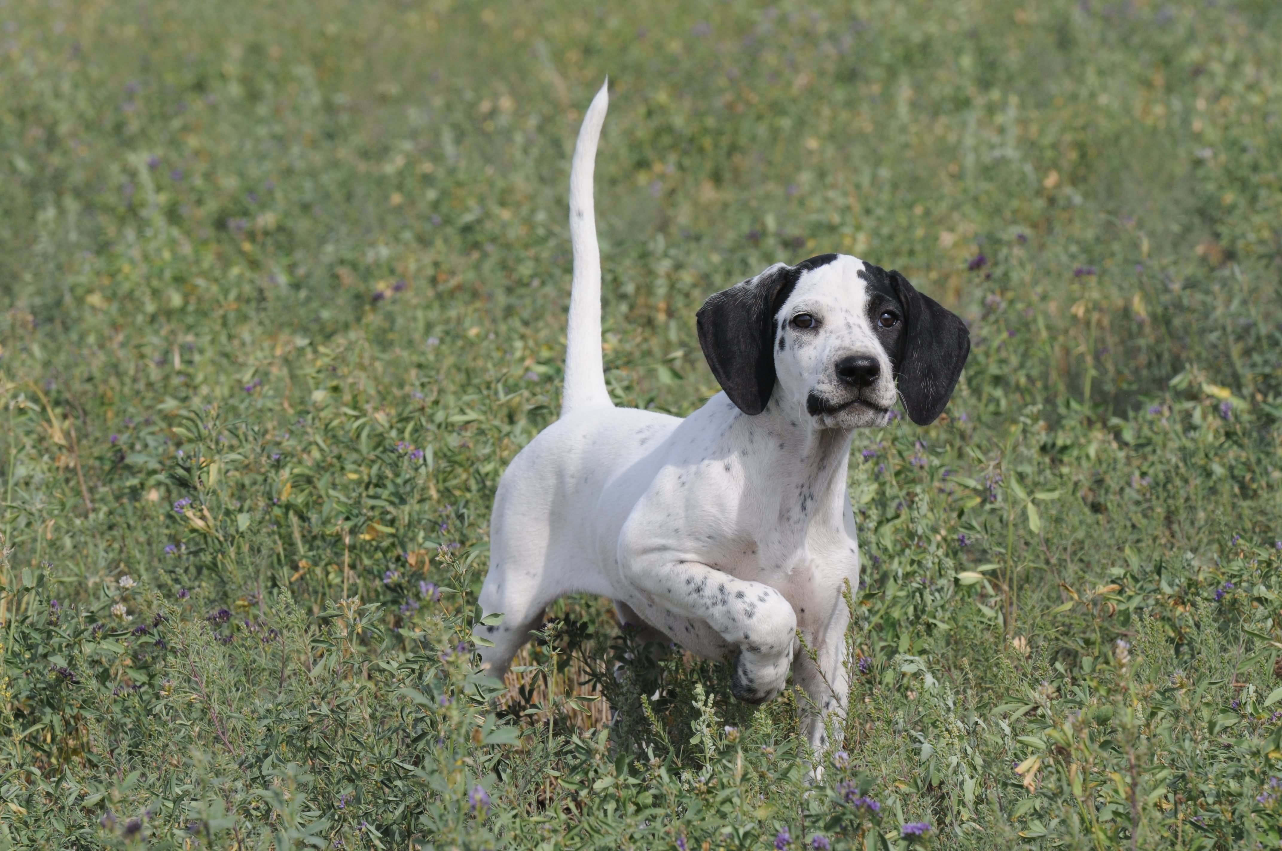 Black And White Pointer Puppy In Fields