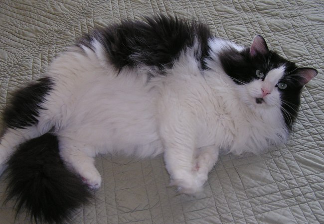 Black And White Ragamuffin Cat Laying With Head Up