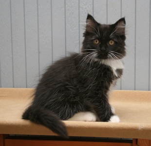 Black And White Ragamuffin Kitten Sitting On Table