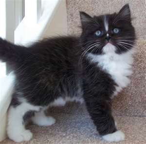 Black And White Ragamuffin Kitten