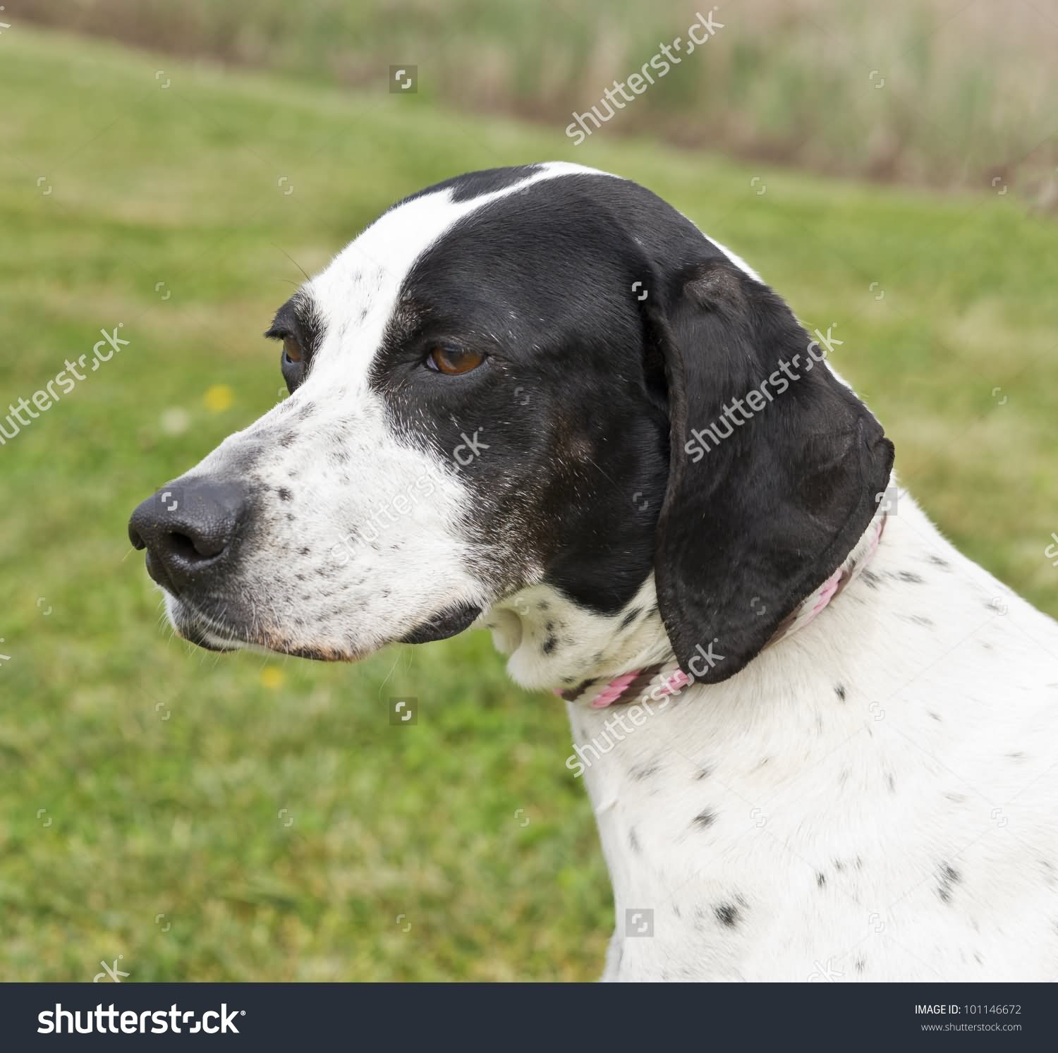 75 Very Beautiful Pointer Dog Pictures And Images