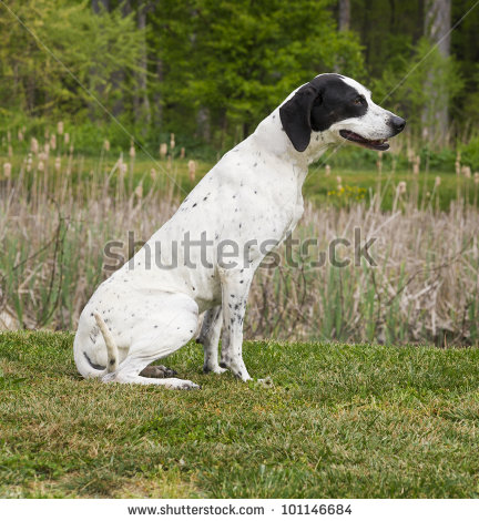 Black And White Pointer Dog Sitting