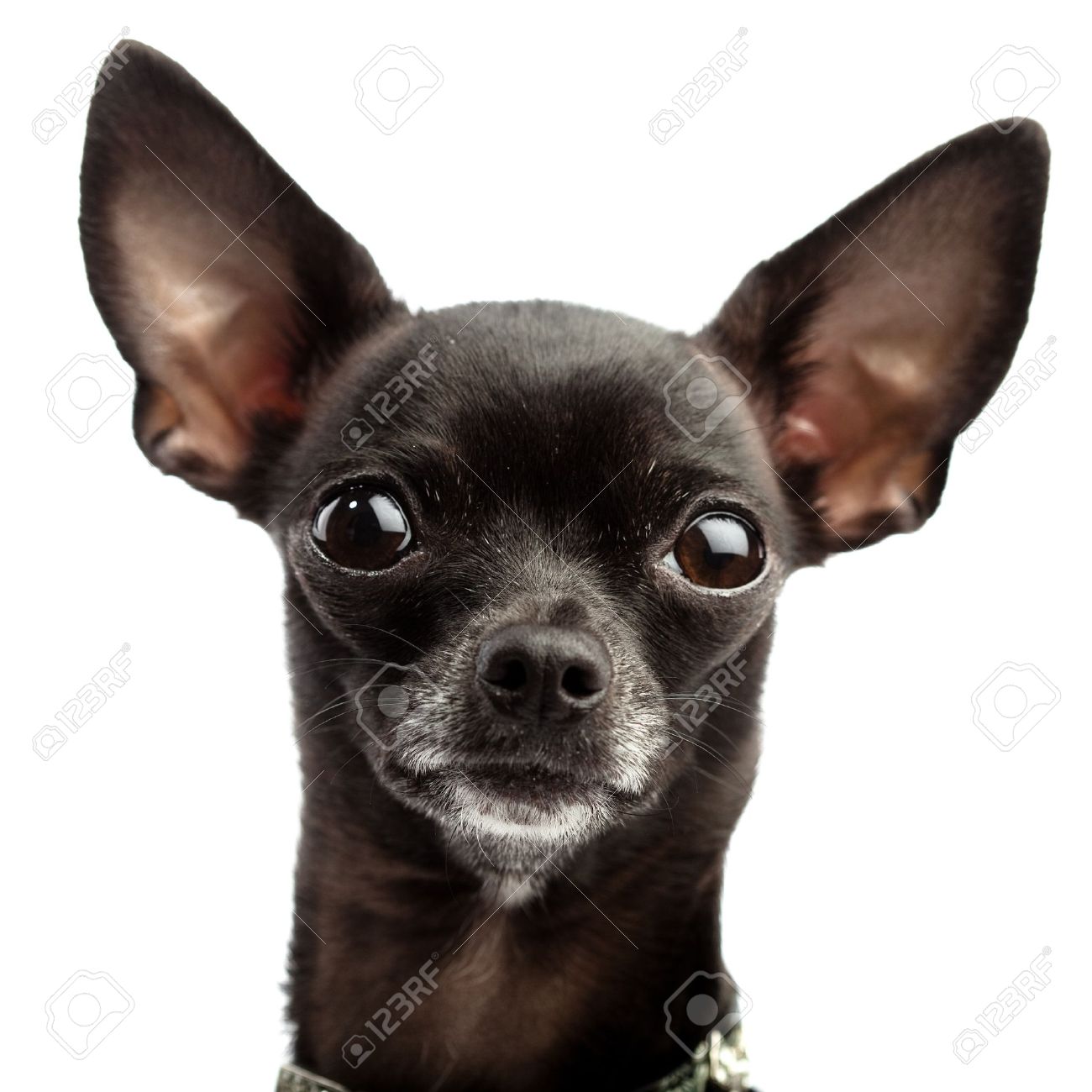 Black Chihuahua Dog Face Closeup Picture
