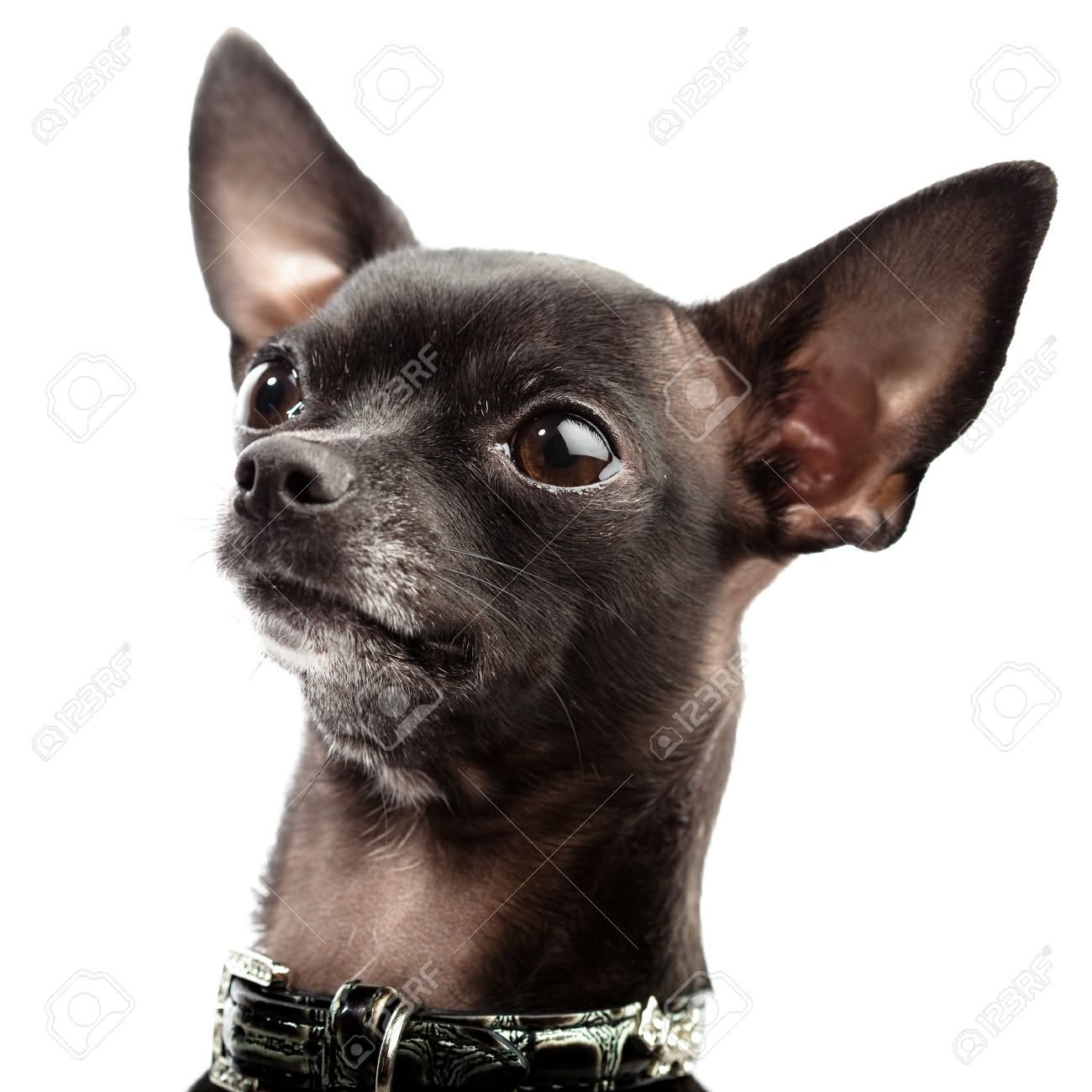 Black Chihuahua Dog Face Closeup