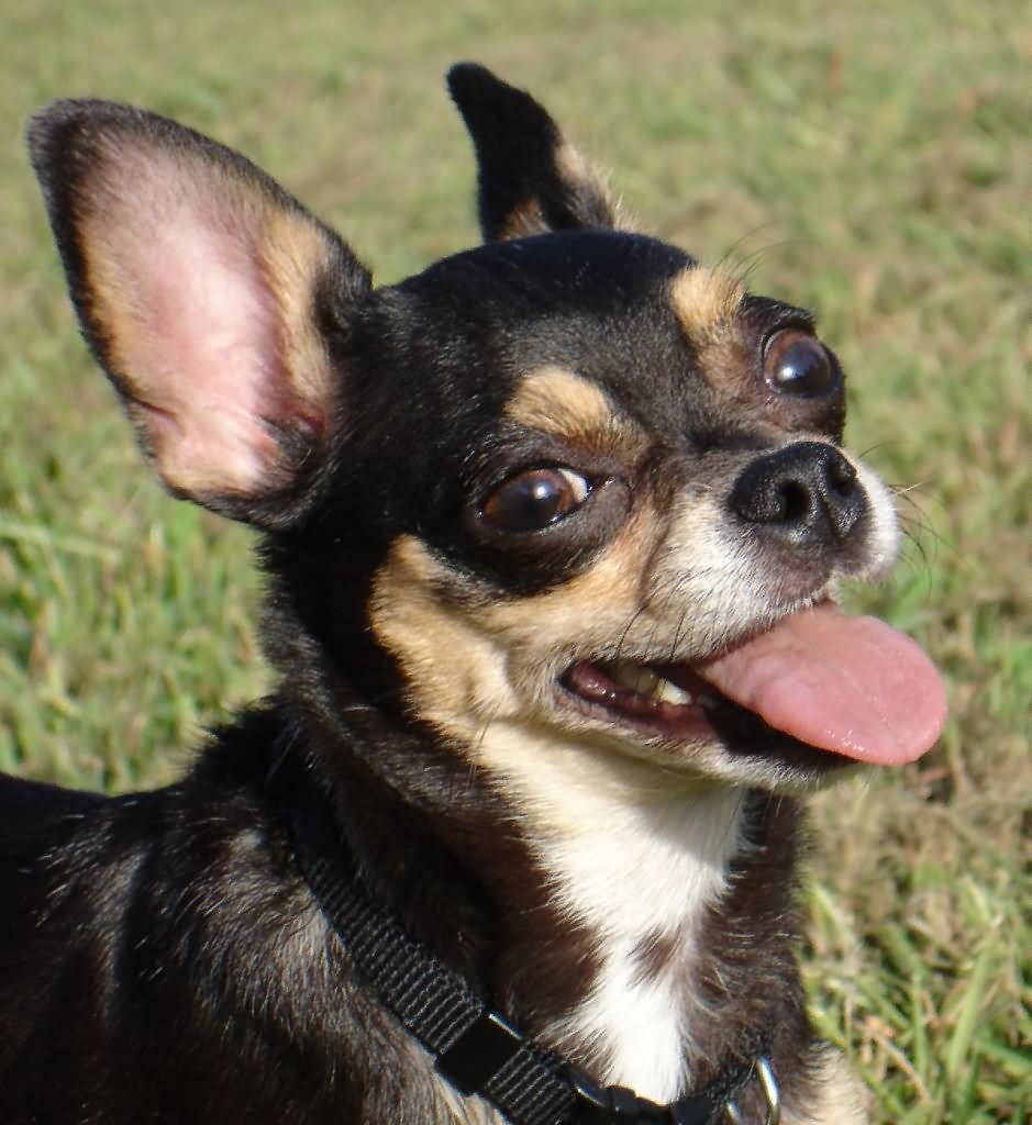 Black Chihuahua Dog Face Photo