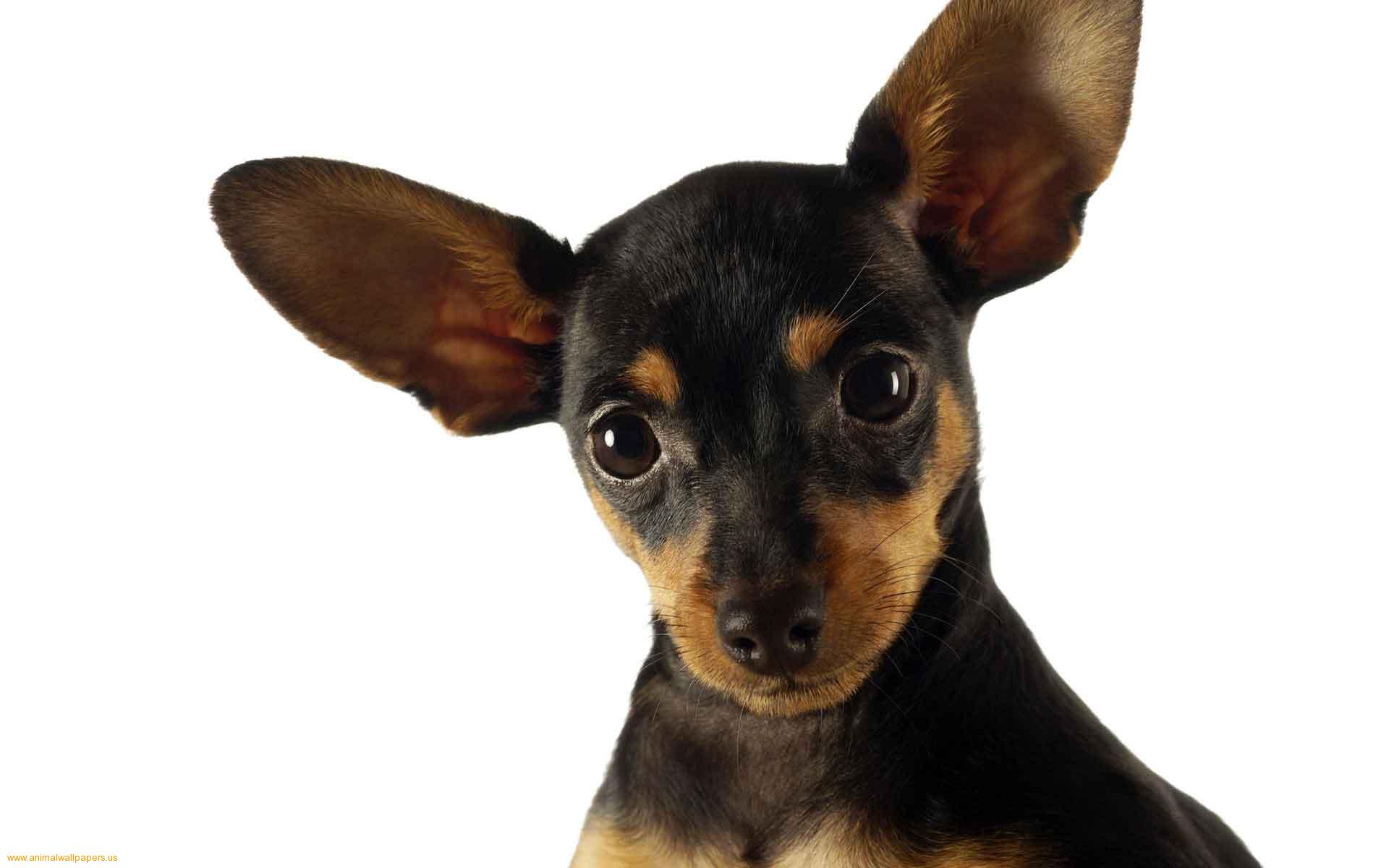 Black Chihuahua Dog Face