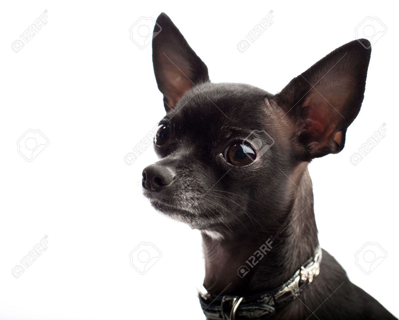 Black Chihuahua Dog Picture
