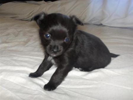 Black Chihuahua Dog Sitting On Bed
