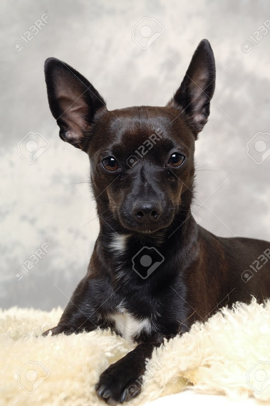 Black Chihuahua Dog Sitting On Fur