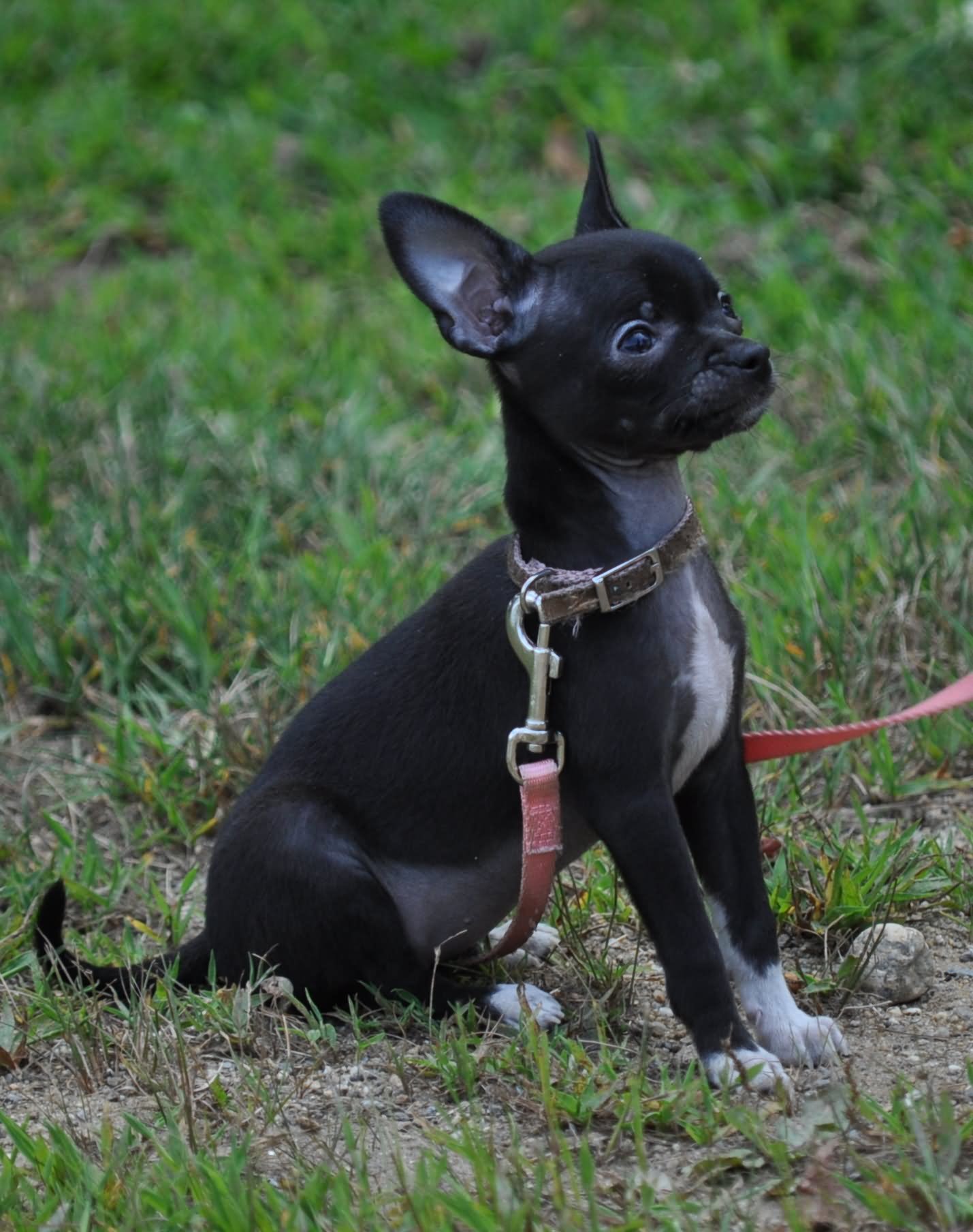 Black Chihuahua Dog Sitting On Grass