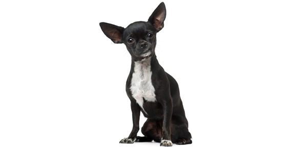 Black Chihuahua Dog Sitting Photo