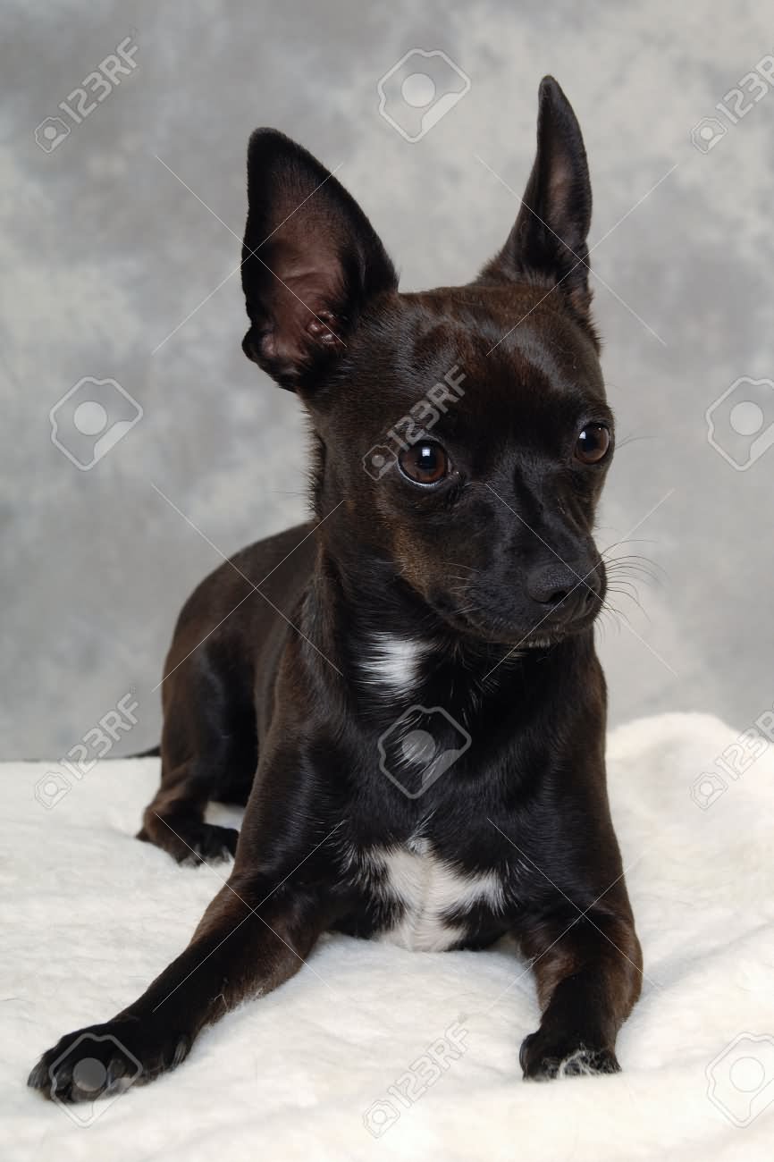 Black Chihuahua Dog Sitting
