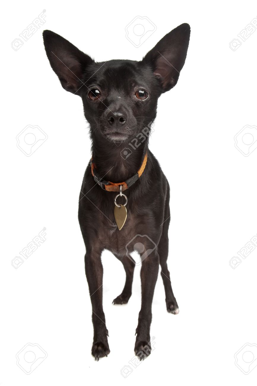 Black Chihuahua Dog Standing