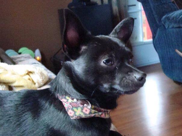 Black Chihuahua Dog Wearing Bandanna