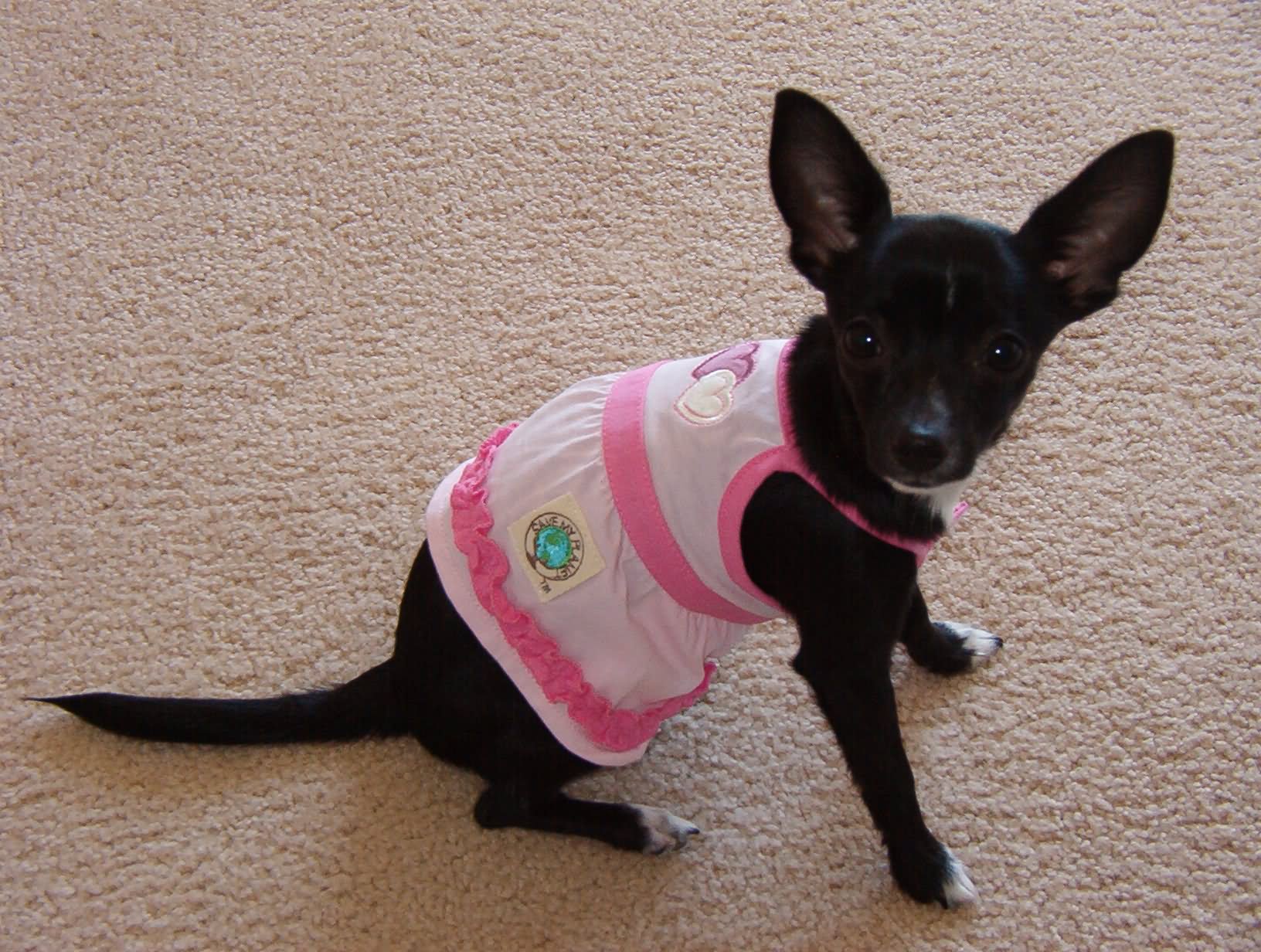 Black Chihuahua Puppy Wearing Costume