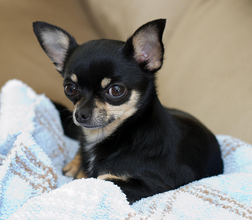 Black Chihuahua Sitting On Bed