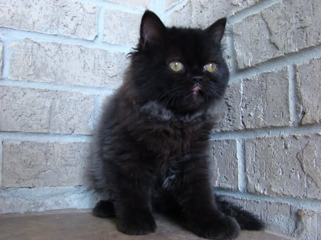 Black Cute Ragamuffin Kitten Sitting