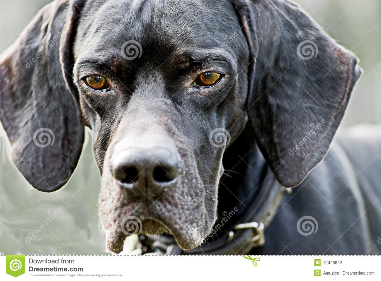 Black Face English Pointer Dog