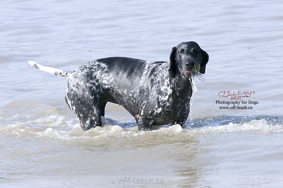 Black Female Pointer Dog In Water