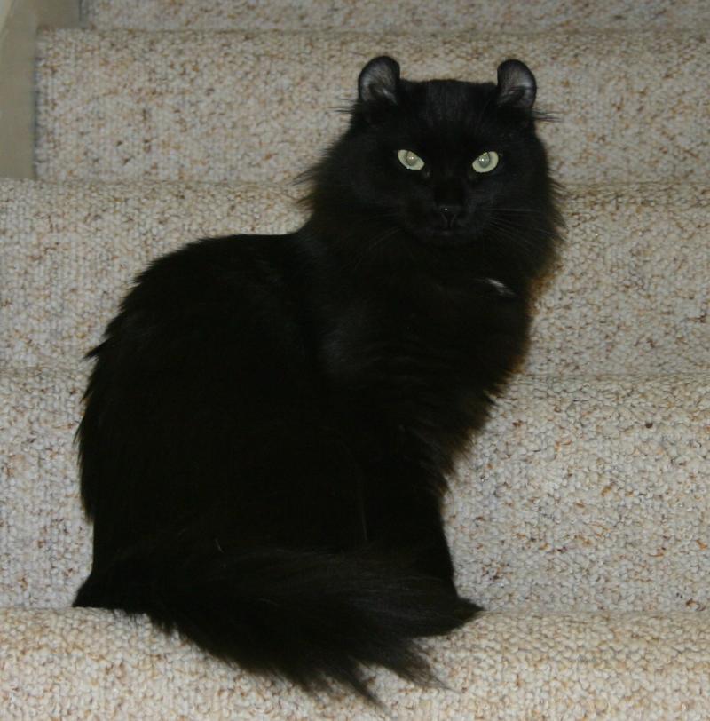 Black Long Hair American Curl Cat Sitting