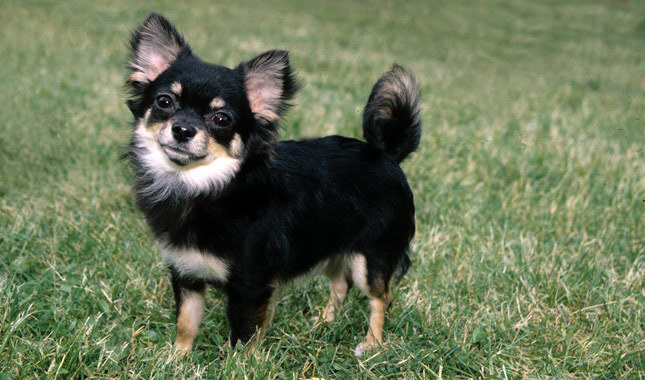 Black Long Hair Chihuahua Dog Standing On Grass