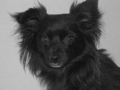 Black Long Hair Chihuahua Dog