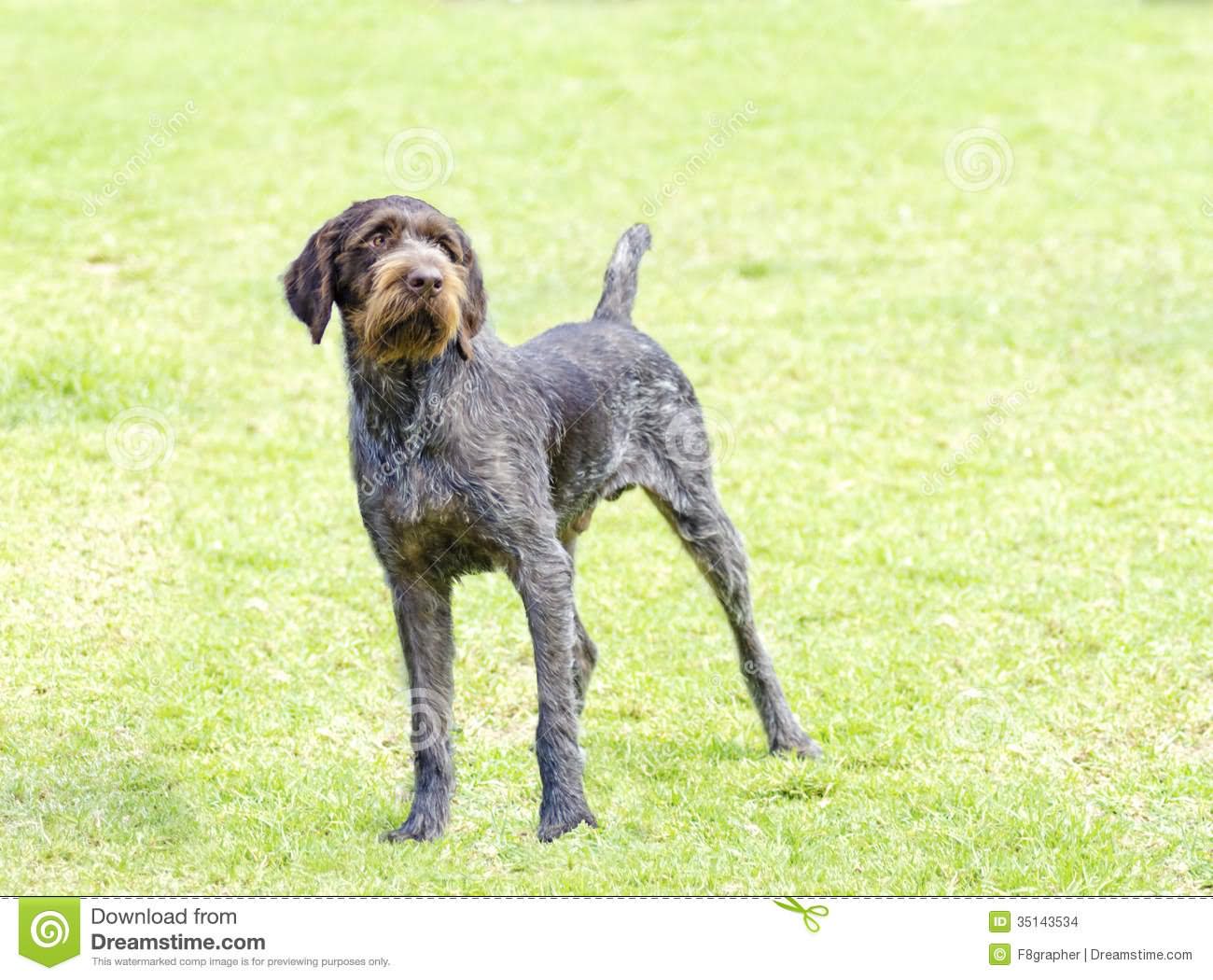 Black Long Hair Pointer Dog On Grass