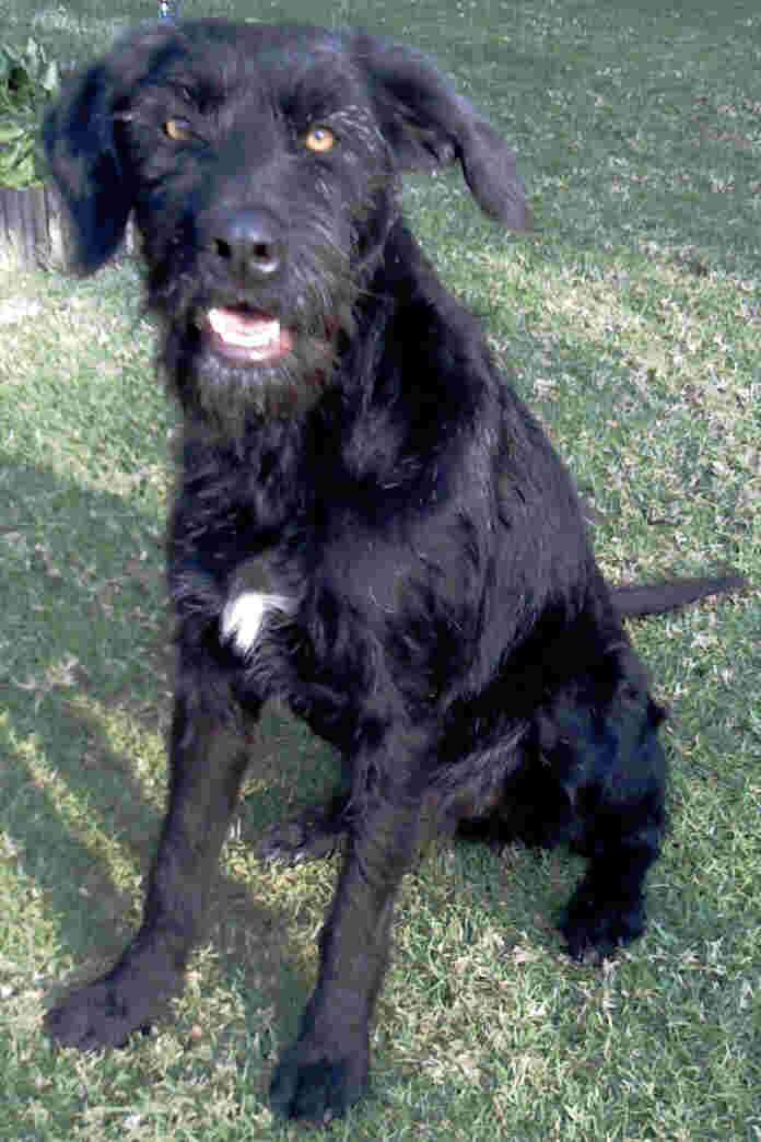 Black Long Hair Pointer Dog
