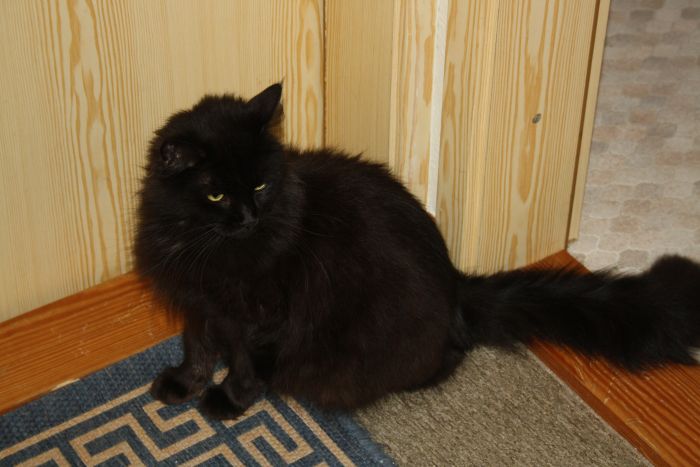 Black Long Hair Ragamuffin Cat Sitting