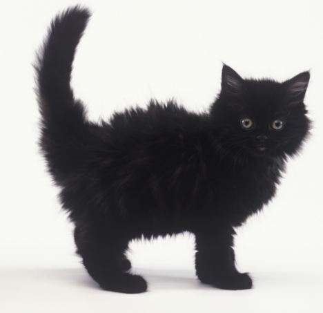 Black Long Hair Ragamuffin Kitten