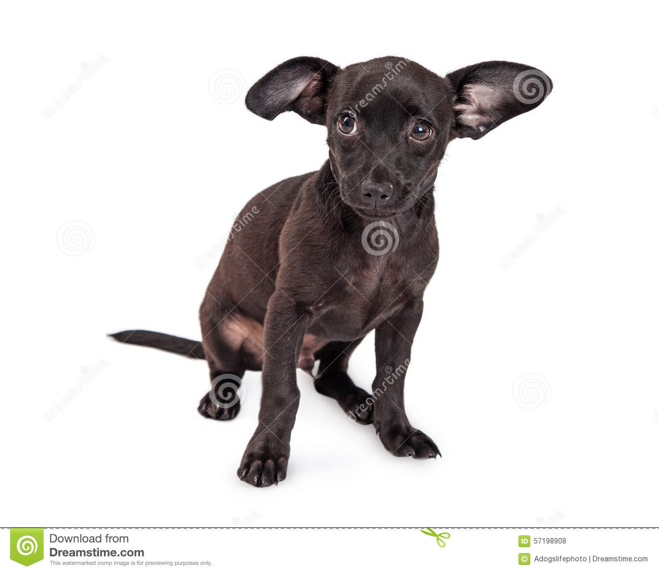 Black Male Chihuahua Dog Photo