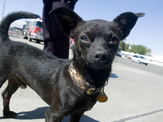 Black Male Chihuahua Dog Picture