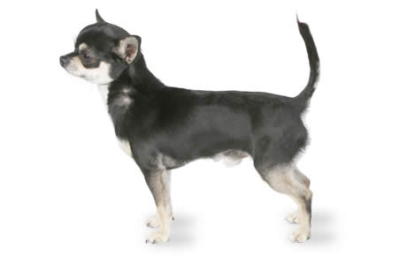 Black Male Chihuahua Dog