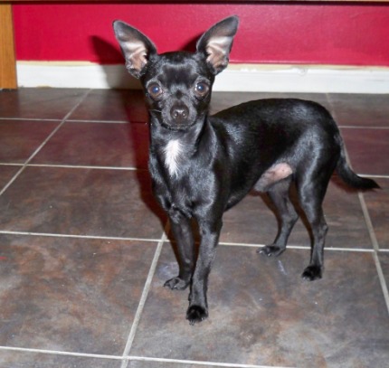 Black Male Chihuahua Dog