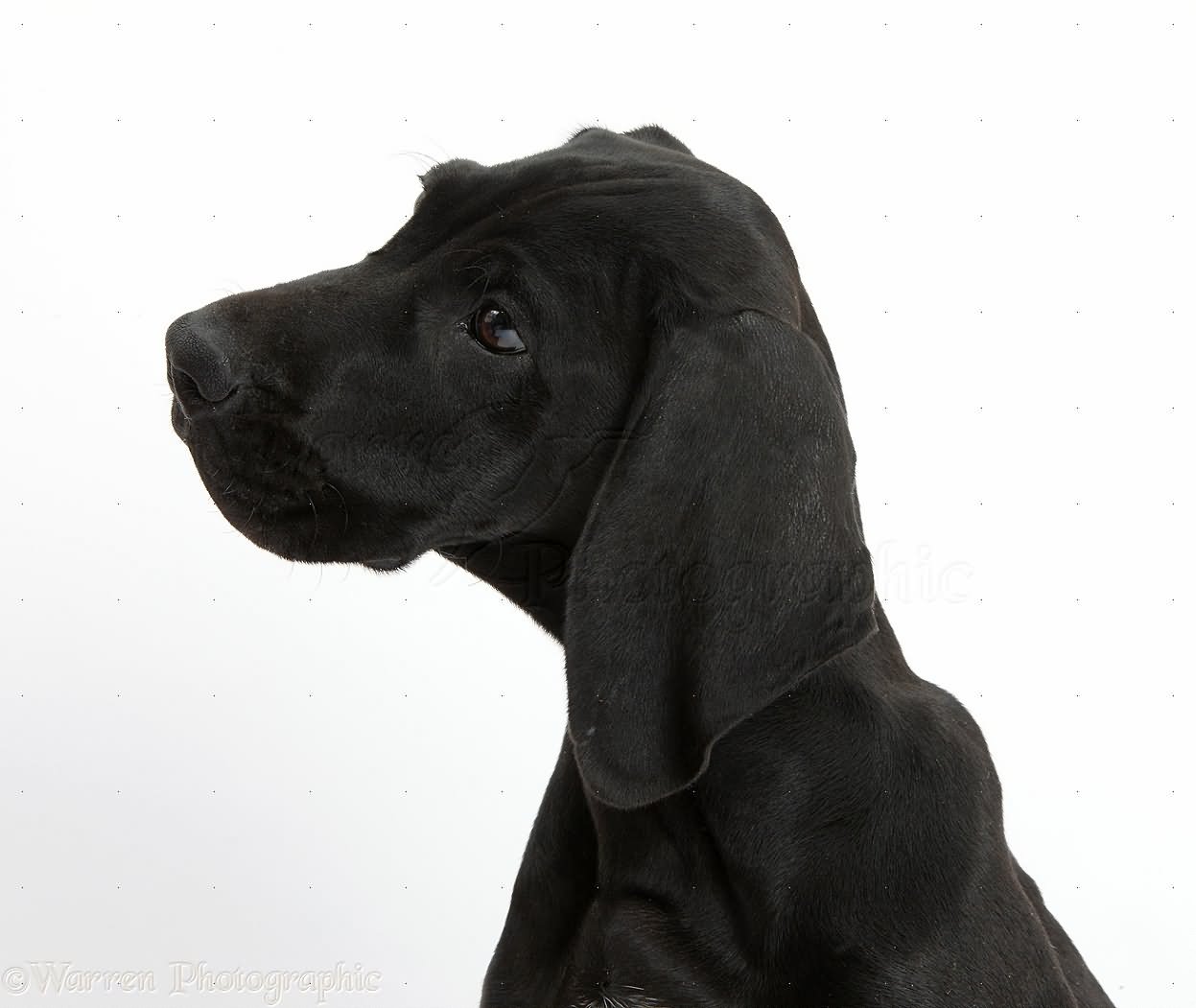 Black Pointer Dog Closeup