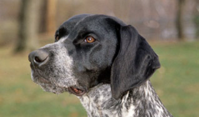 Black Pointer Dog Face Picture