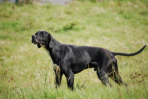Black Pointer Dog In Fields
