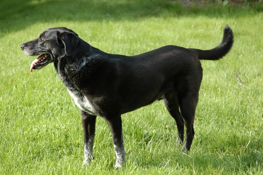 Black Pointer Dog In Garden