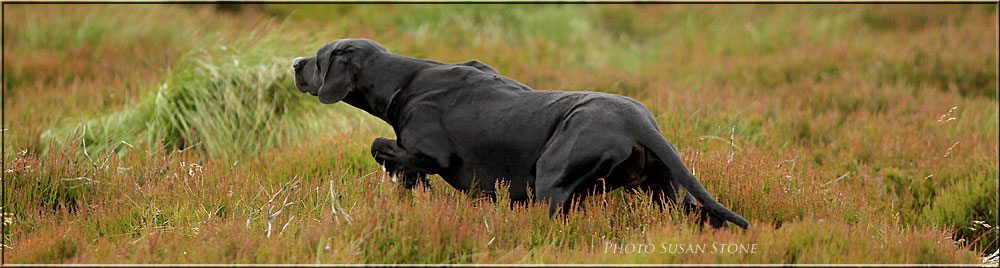 Black Pointer Dog Running In Fields