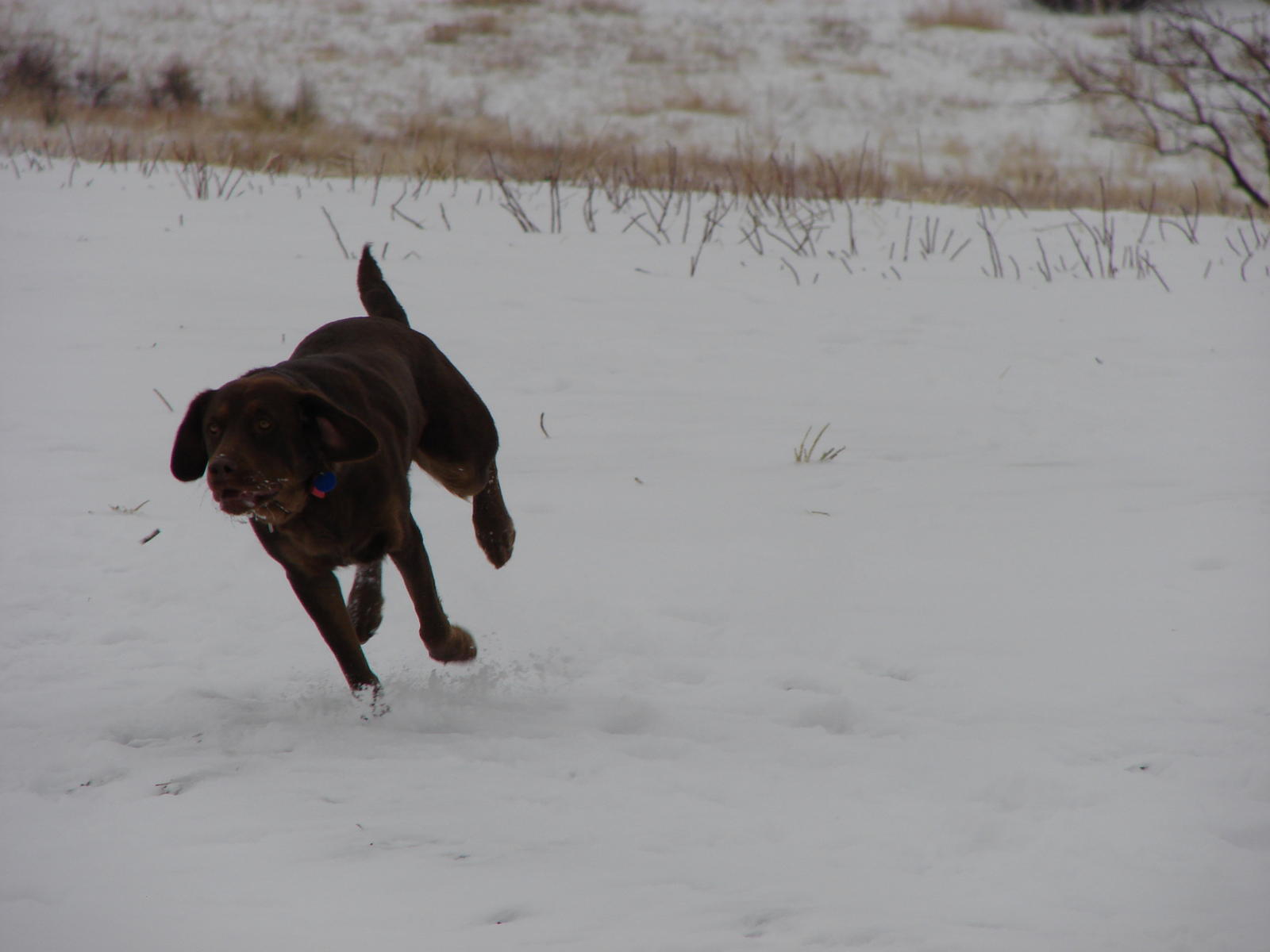 Black Pointer Dog Running On Snow