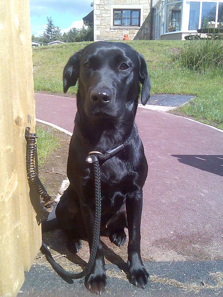 Black Pointer Dog Sitting