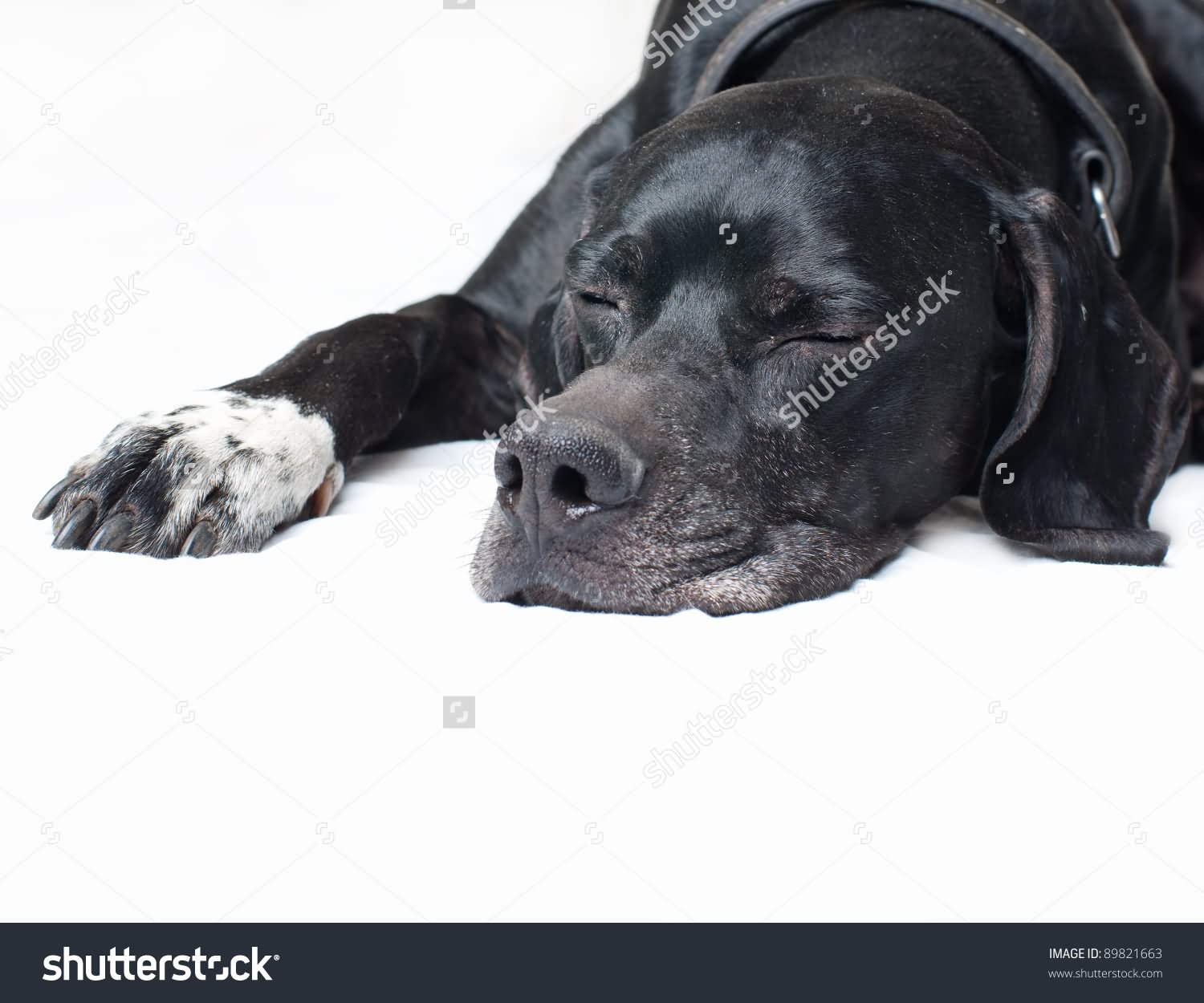 Black Pointer Dog Sleeping