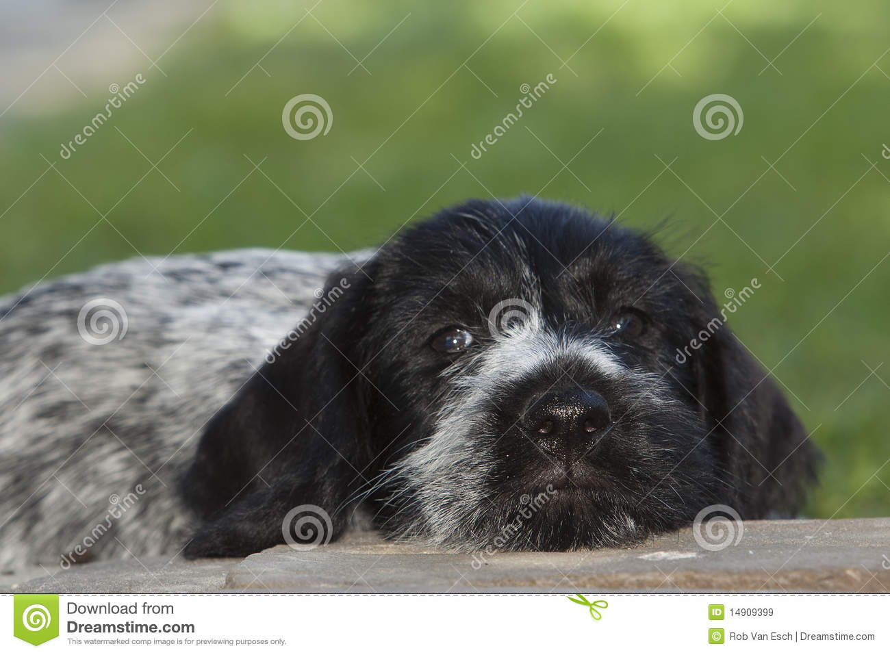 Black Pointer Puppy Laying