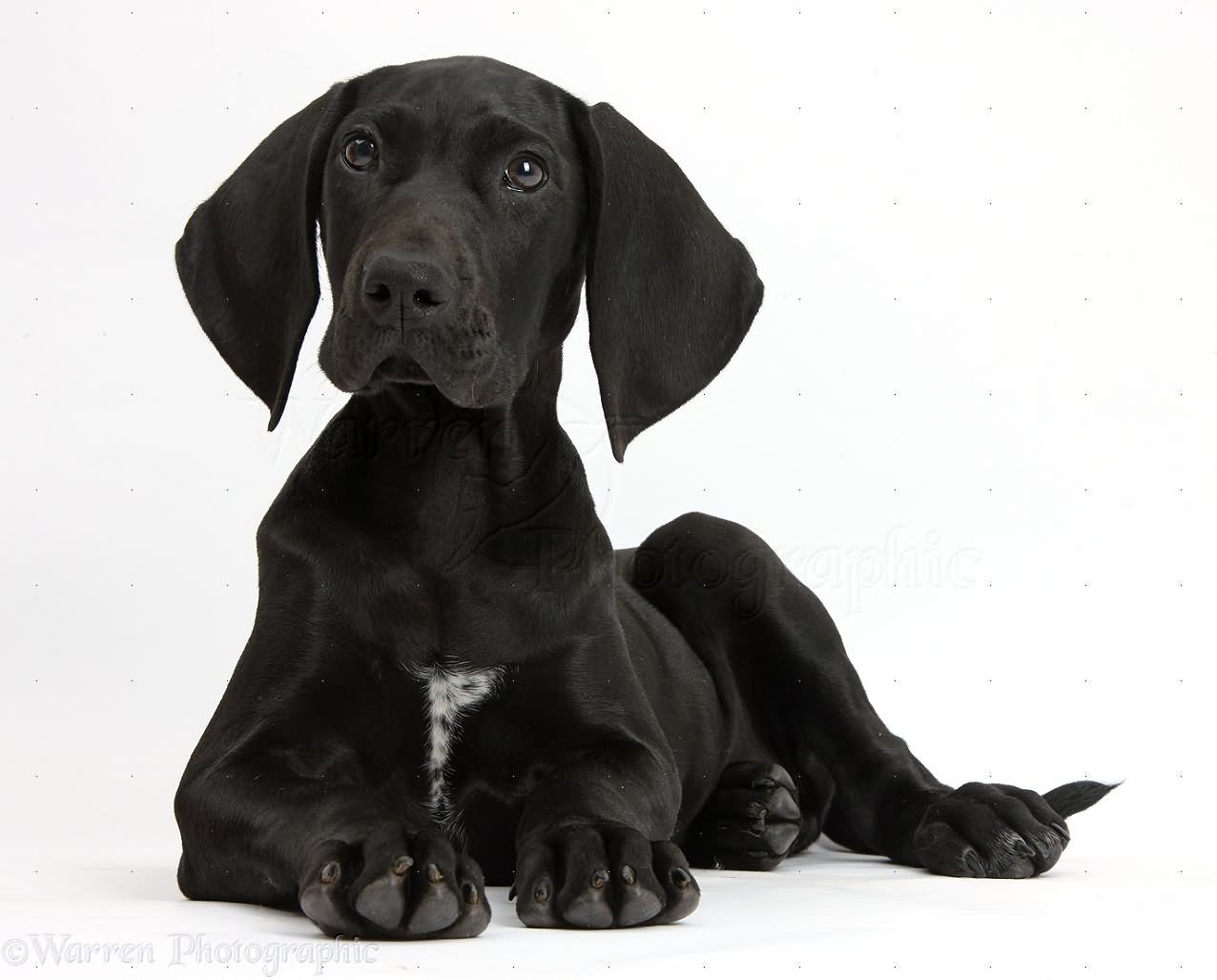 Black Pointer Puppy Sitting Photo