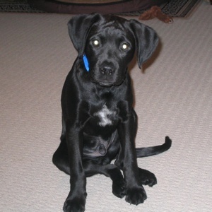 Black Pointer Puppy Sitting Picture