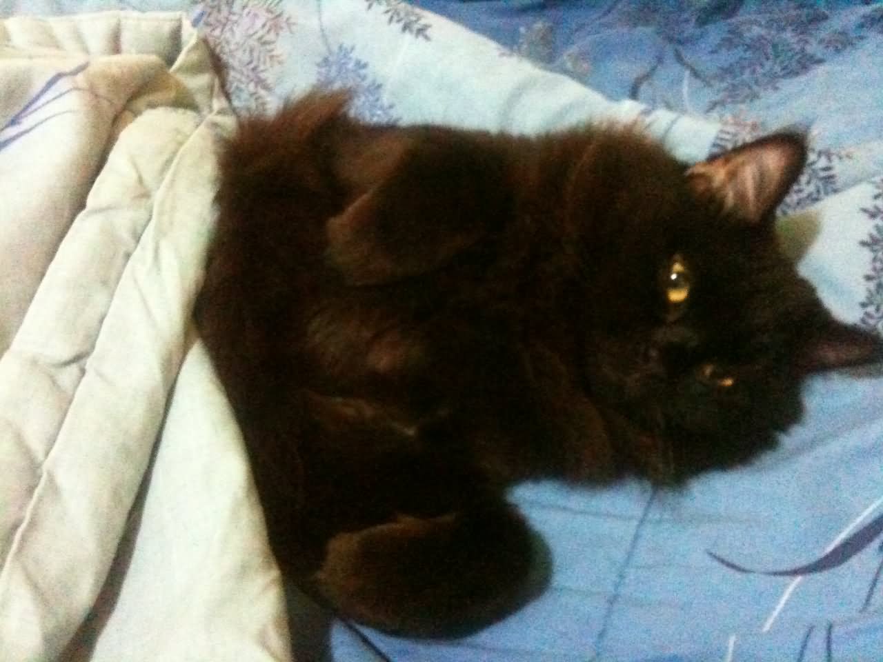 Black Ragamuffin Cat Laying On Bed
